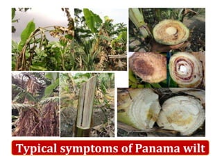 Typical symptoms of Panama wilt
 
