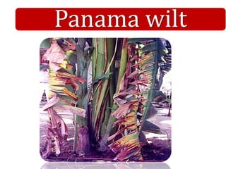 Panama wilt
 