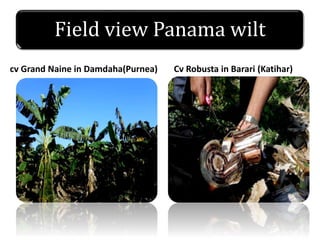 Field view Panama wilt
cv Grand Naine in Damdaha(Purnea) Cv Robusta in Barari (Katihar)
 