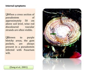 Internal symptoms
When a cross section of
pseudostem of
approximately 50 cm
above soil level, wine red
discoloured vascular
strands are often visible.
Brown to purple
blotchy areas, the gum
pockets, are always
present in a pseudostem
infected with Fusarium
wilt.
(Zang et al., 2001)
 