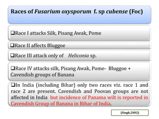 Races of Fusarium oxysporum f. sp cubense (Foc)
Race I attacks Silk, Pisang Awak, Pome
Race II affects Bluggoe
Race III attack only of Heliconia sp.
Race IV attacks silk, Pisang Awak, Pome- Bluggoe +
Cavendish groups of Banana
In India (including Bihar) only two races viz. race 1 and
race 2 are present. Cavendish and Poovan groups are not
affected in India but incidence of Panama wilt is reported in
Cavendish Group of Banana in Bihar of India.
(Singh,2002)
 