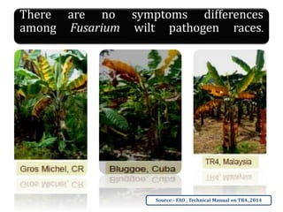 There are no symptoms differences
among Fusarium wilt pathogen races.
Source:- FAO , Technical Manual on TR4.,2014
 
