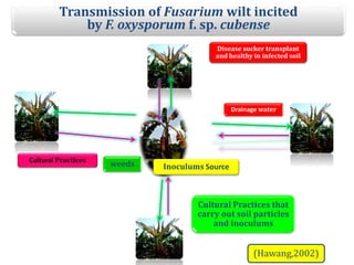 .
Disease sucker transplant
and healthy in infected soil
Cultural Practices
Cultural Practices that
carry out soil particles
and inoculums
Inoculums Sourceweeds
(Hawang,2002)
Drainage water
Transmission of Fusarium wilt incited
by F. oxysporum f. sp. cubense
 