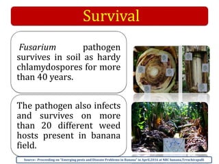 Survival
Fusarium pathogen
survives in soil as hardy
chlamydospores for more
than 40 years.
The pathogen also infects
and survives on more
than 20 different weed
hosts present in banana
field.
Source:- Proceeding on “Emerging pests and Disease Problems in Banana” in April,2016 at NRC banana,Trruchirapalli
 