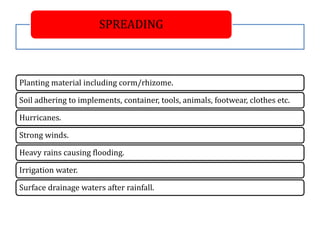 SPREADING
Planting material including corm/rhizome.
Soil adhering to implements, container, tools, animals, footwear, clothes etc.
Hurricanes.
Strong winds.
Heavy rains causing flooding.
Irrigation water.
Surface drainage waters after rainfall.
 