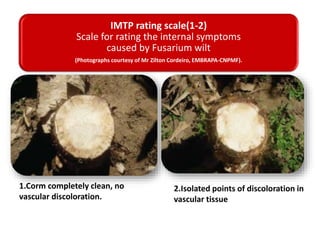 IMTP rating scale(1-2)
Scale for rating the internal symptoms
caused by Fusarium wilt
(Photographs courtesy of Mr Zilton Cordeiro, EMBRAPA-CNPMF).
1.Corm completely clean, no
vascular discoloration.
2.Isolated points of discoloration in
vascular tissue
 