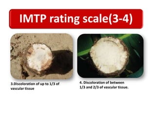 IMTP rating scale(3-4)
3.Discoloration of up to 1/3 of
vascular tissue
4. Discoloration of between
1/3 and 2/3 of vascular tissue.
 