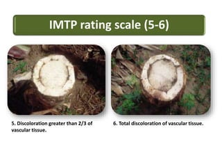 IMTP rating scale (5-6)
5. Discoloration greater than 2/3 of
vascular tissue.
6. Total discoloration of vascular tissue.
 