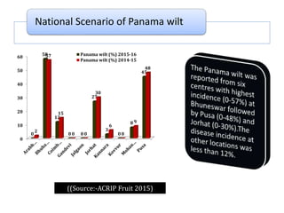 National Scenario of Panama wilt
0
10
20
30
40
50
60
0
58
12
0 0
27
3
0
8
45
2
57
15
0 0
30
6
0
9
48
Panama wilt (%) 2015-16
Panama wilt (%) 2014-15
((Source:-ACRIP Fruit 2015)
 