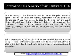 International scenario of virulent race TR4
In 20th century TR4 had been observed in Taiwan, Malaysia, Indonesia
(Java, Sumatra, Sulawesi, Halmahera, Kalimantan on the island of
Borneo, and Papua Province on the island of New Guinea), mainland
China (Guangdong, Hainan, Guangxi, Fujian and Yunnan), the
Philippines' island of Mindanao and Australia (Northern
Territory),Oman,Jordan,Mozambique,Lebnan,Pakistan,Laos,Vietnam and
India.
It has destroyed>20,000 ha of Grand Naine Cavendish banana in china
and poses serious threat to the multibillion-dollar export industry and
also to the lively hood small scale banana growers in Asia, Africa and
Australia.
Source:- http://www.promusa.org/Tropical+race+4+-+TR4
 