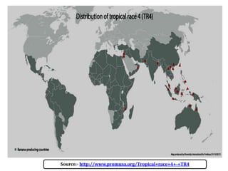 Source:- http://www.promusa.org/Tropical+race+4+-+TR4
 