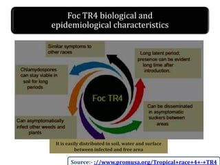 Foc TR4 biological and
epidemiological characteristics
It is easily distributed in soil, water and surface
between infected and free area
Source:- ://www.promusa.org/Tropical+race+4+-+TR4
 