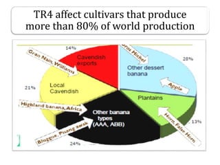 TR4 affect cultivars that produce
more than 80% of world production
 