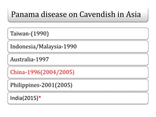 Panama disease on Cavendish in Asia
Taiwan-(1990)
Indonesia/Malaysia-1990
Australia-1997
China-1996(2004/2005)
Philippines-2001(2005)
India(2015)*
 