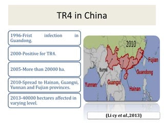 TR4 in China
1996-Frist infection in
Guandong.
2000-Positive for TR4.
2005-More than 20000 ha.
2010-Spread to Hainan, Guangxi,
Yunnan and Fujian provinces.
2013-40000 hectares affected in
varying level.
(Li cy et al.,2013)
 
