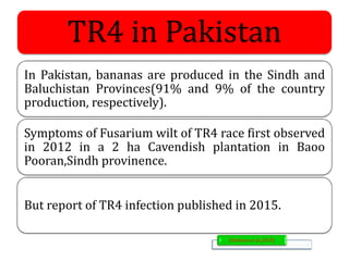 TR4 in Pakistan
In Pakistan, bananas are produced in the Sindh and
Baluchistan Provinces(91% and 9% of the country
production, respectively).
Symptoms of Fusarium wilt of TR4 race first observed
in 2012 in a 2 ha Cavendish plantation in Baoo
Pooran,Sindh provinence.
But report of TR4 infection published in 2015.
(Ordonez et al.,2015)
 
