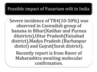 Possible impact of Fusarium wilt in India
.
Severe incidence of TR4(10-50%) was
observed in Cavendish group of
banana in Bihar(Katihar and Purnea
diistricts),Uttar Pradesh(Faizabad
district),Madya Pradesh (Burhanpur
distict) and Gujrat(Surat district).
Recently report is from Raver of
Maharashtra awaiting molecular
confirmation.
 