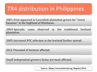 TR4 distribution in Philippines
2001-Frist appeared in Cavendish plantation grown for “sweet
bananas” in the highland of Mindanao.
2003-Sporadic cases observed in the traditional lowland
plantation.
2005-Increased FOC infection in the lowland further spread.
2013-Thousand of hectares affected.
Small independent growers farms are most affected.
Source:- https//www.networks.og./Bapnet/2014
 