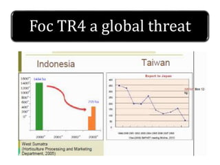 Foc TR4 a global threat
 