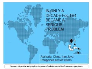 Source:- https://www.google.co.in/search?q=Panama+wilt+of+banana+symptoms
 