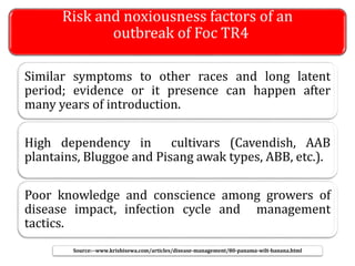 Risk and noxiousness factors of an
outbreak of Foc TR4
Similar symptoms to other races and long latent
period; evidence or it presence can happen after
many years of introduction.
High dependency in cultivars (Cavendish, AAB
plantains, Bluggoe and Pisang awak types, ABB, etc.).
Poor knowledge and conscience among growers of
disease impact, infection cycle and management
tactics.
Source:--www.krishisewa.com/articles/disease-management/80-panama-wilt-banana.html
 