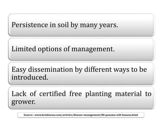 .
Persistence in soil by many years.
Limited options of management.
Easy dissemination by different ways to be
introduced.
Lack of certified free planting material to
grower.
Source:--www.krishisewa.com/articles/disease-management/80-panama-wilt-banana.html
 