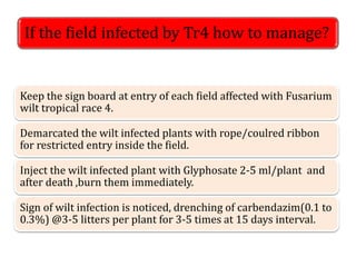 If the field infected by Tr4 how to manage?
Keep the sign board at entry of each field affected with Fusarium
wilt tropical race 4.
Demarcated the wilt infected plants with rope/coulred ribbon
for restricted entry inside the field.
Inject the wilt infected plant with Glyphosate 2-5 ml/plant and
after death ,burn them immediately.
Sign of wilt infection is noticed, drenching of carbendazim(0.1 to
0.3%) @3-5 litters per plant for 3-5 times at 15 days interval.
 