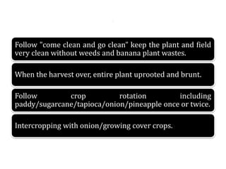.
Follow "come clean and go clean” keep the plant and field
very clean without weeds and banana plant wastes.
When the harvest over, entire plant uprooted and brunt.
Follow crop rotation including
paddy/sugarcane/tapioca/onion/pineapple once or twice.
Intercropping with onion/growing cover crops.
 
