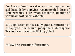 .Good agricultural practices so as to improve the
soil haealth by applying recommended dose of
fertilizer,apply 1 kg wood ash,more amount of
vermicompost ,neem cake etc.
Soil application of rice chaffy grain formulation of
endophytic penicillium pinophilum+rhizosporic
Trichoderma aserellum@100 g /plant.
Follow drip irrigation/fertigation.
 
