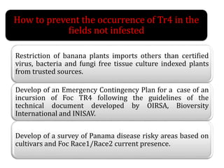 How to prevent the occurrence of Tr4 in the
fields not infested
Restriction of banana plants imports others than certified
virus, bacteria and fungi free tissue culture indexed plants
from trusted sources.
Develop of an Emergency Contingency Plan for a case of an
incursion of Foc TR4 following the guidelines of the
technical document developed by OIRSA, Bioversity
International and INISAV.
Develop of a survey of Panama disease risky areas based on
cultivars and Foc Race1/Race2 current presence.
 