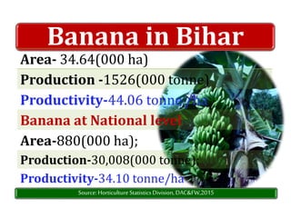 Banana in Bihar
Area- 34.64(000 ha)
Production -1526(000 tonne)
Productivity-44.06 tonne /ha
Banana at National level
Area-880(000 ha);
Production-30,008(000 tonne);
Productivity-34.10 tonne/ha
Source:HorticultureStatisticsDivision, DAC&FW,2015
 