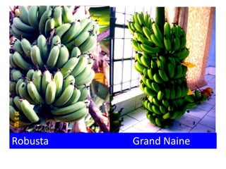 Robusta Grand Naine
 