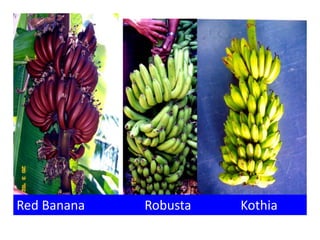 Red Banana Robusta Kothia
 