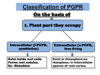 Pgpr Classification PGPR | PPTX