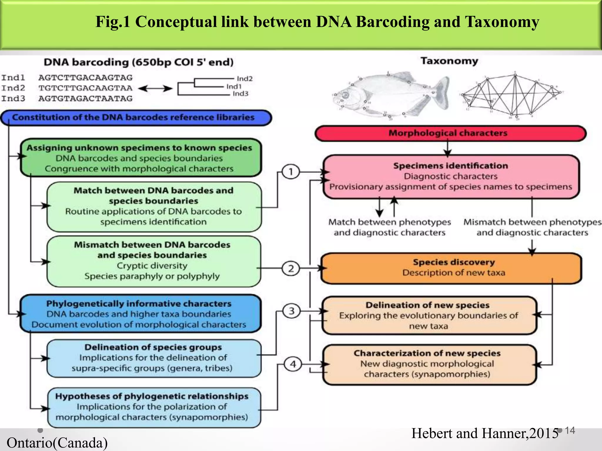 DNA Barcoding and its application in species identification | PPTX ...