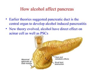 How alcohol affect pancreas 
• Earlier theories suggested pancreatic duct is the 
central organ to develop alcohol induced pancreatitis 
• New theory evolved, alcohol have direct effect on 
acinar cell as well as PSCs 
 
