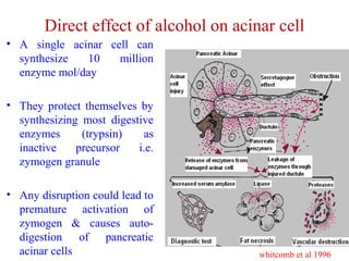 Direct effect of alcohol on acinar cell 
• A single acinar cell can 
synthesize 10 million 
enzyme mol/day 
• They protect themselves by 
synthesizing most digestive 
enzymes (trypsin) as 
inactive precursor i.e. 
zymogen granule 
• Any disruption could lead to 
premature activation of 
zymogen & causes auto-digestion 
of pancreatic 
acinar cells whitcomb et al 1996 
 