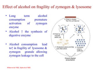 Effect of alcohol on fragility of zymogen & lysosome 
• Long term alcohol 
consumption premature 
activation of zymogen 
enzyme 
• Alcohol ↑ the synthesis of 
digestive enzyme 
• Alcohol consumption lead 
to↑ in fragility of lysosome & 
zymogen granule allowing 
zymogen leakage to the cell 
Wilson et al 1992, Apte et al 1995 
 