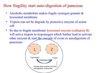How fragility start auto-digestion of pancreas 
• Alcoholic metabolites makes fragile zymogen granule & 
lysosomal membrane 
• Trypsin can not be degrade by protective enzyme of acinar 
cell 
• So due to fragile membrane lysosomal enzyme (cathepsin B) 
will active trypsin to trypsinogen which further lead to activate 
other enzyme & start the cascade of event or autodigestion of 
pancrease 
L Z 
Trypsinogen Trypsin 
Cathepsin B 
Activate other enzyme and strat 
autodigestion of pancreas 
 