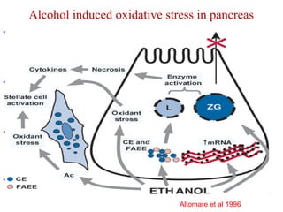 Alcohol induced oxidative stress in pancreas 
• The cell is normally protected from the disruptive effect of free 
radicals by antioxidant system, which releases during normal 
metabolism of alcohol via CYP2E1 
• Oxidative stress is the imbalance between production of ROS & 
defense mechanism (Antioxidant glutathione, peroxidase, 
superoxide mutase & catalase) 
• This imbalance may be a due to 
– ROS release during ethanol oxidation via CYP2E1 
– Depletion of ROS scavenger gluthathione 
• As a result oxidative stress destabilizes zymogen & lysosome 
granules lead to auto digestion of pancreas via acinar cell activation 
• 
Altomare et al 1996 
 