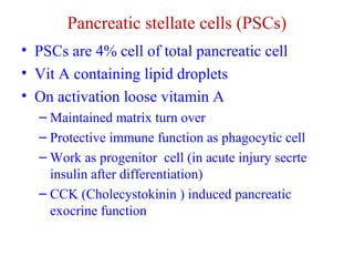 Pancreatic stellate cells (PSCs) 
• PSCs are 4% cell of total pancreatic cell 
• Vit A containing lipid droplets 
• On activation loose vitamin A 
– Maintained matrix turn over 
– Protective immune function as phagocytic cell 
– Work as progenitor cell (in acute injury secrte 
insulin after differentiation) 
– CCK (Cholecystokinin ) induced pancreatic 
exocrine function 
 
