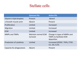 Stellate cells 
Quiscent PSc Active PSc 
Vitamin A lipid droplets Present Absent 
a Smooth muscle actin Absent Present 
Proliferation Limited Increased 
Migration Limited Increased 
ECM Limited Increased 
MMPs and TIMPs Maintain normal ECM 
turnover 
Change in types of MMPs and 
TIMPs to facilitate ECM 
deposition 
Production of cytokines Limited Increased ((PDGF, TGFb, CTGF, 
IL1, IL6, IL15) 
Capacity for phagocytosis Absent Present 
 