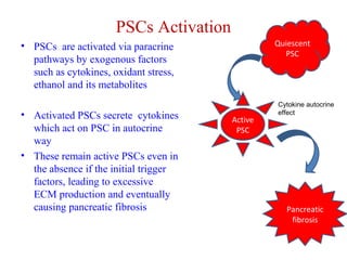 PSCs Activation 
• PSCs are activated via paracrine 
pathways by exogenous factors 
such as cytokines, oxidant stress, 
ethanol and its metabolites 
• Activated PSCs secrete cytokines 
which act on PSC in autocrine 
way 
• These remain active PSCs even in 
the absence if the initial trigger 
factors, leading to excessive 
ECM production and eventually 
causing pancreatic fibrosis 
Active 
PSC 
Quiescent 
PSC 
Cytokine autocrine 
effect 
Pancreatic 
fibrosis 
 