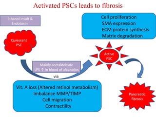 Activated PSCs leads to fibrosis 
Active 
PSC 
Quiescent 
PSC 
Cell proliferation 
SMA expression 
ECM protein synthesis 
Matrix degradation 
via 
Vit. A loss (Altered retinol metabolism) 
Imbalance MMP/TIMP 
Cell migration 
Contractility 
Pancreatic 
fibrosis 
Ethanol insult & 
Endotoxin 
Mainly acetaldehyde 
LPS ↑ in blood of alcoholics 
 