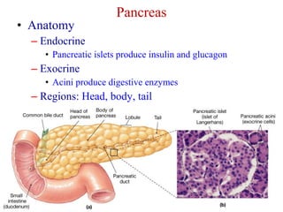 Pancreas 
• Anatomy 
– Endocrine 
• Pancreatic islets produce insulin and glucagon 
– Exocrine 
• Acini produce digestive enzymes 
– Regions: Head, body, tail 
 