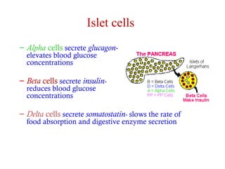 Islet cells 
– Alpha cells secrete glucagon-elevates 
blood glucose 
concentrations 
– Beta cells secrete insulin-reduces 
blood glucose 
concentrations 
– Delta cells secrete somatostatin- slows the rate of 
food absorption and digestive enzyme secretion 
 