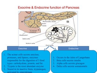Exocrine & Endocrine function of Pancreas 
Exocrine Endocrine 
1. Occurs in the islets of Langerhans 
2. Beta cells secrete insulin 
3. Alpha cells secrete glucagon 
4. Delta cells secrete somatostatin 
1. The acinar cells secrete amylase, 
proteases, and lipases, enzymes 
responsible for the digestion of 3 food 
types: carbohydrate, protein, and fat. 
2. Trypsin is the most abundant enzyme 
3. Stored in its inactive form, trypsinogen; 
activated by enterokinase 
 