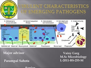 Major advisor
Parampal Sahota
Vainy Garg
M.Sc Microbiology
L-2011-BS-255-M
 