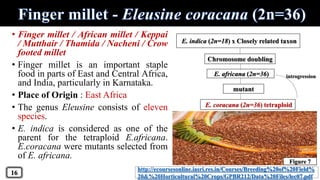 • Finger millet / African millet / Keppai
/ Mutthair / Thamida / Nacheni / Crow
footed millet
• Finger millet is an important staple
food in parts of East and Central Africa,
and India, particularly in Karnataka.
• Place of Origin : East Africa
• The genus Eleusine consists of eleven
species.
• E. indica is considered as one of the
parent for the tetraploid E.africana.
E.coracana were mutants selected from
of E. africana.
E. indica (2n=18) x Closely related taxon
Chromosome doubling
E. africana (2n=36)
mutant
E. coracana (2n=36) tetraploid
introgression
http://ecoursesonline.iasri.res.in/Courses/Breeding%20of%20Field%
20&%20Horticultural%20Crops/GPBR212/Data%20Files/lec07.pdf
16
Figure 7
 