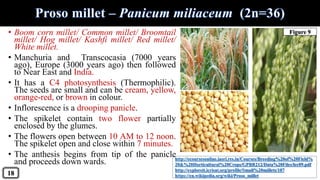 http://ecoursesonline.iasri.res.in/Courses/Breeding%20of%20Field%
20&%20Horticultural%20Crops/GPBR212/Data%20Files/lec09.pdf
http://exploreit.icrisat.org/profile/Small%20millets/187
https://en.wikipedia.org/wiki/Proso_millet
• Boom corn millet/ Common millet/ Broomtail
millet/ Hog millet/ Kashfi millet/ Red millet/
White millet.
• Manchuria and Transcocasia (7000 years
ago), Europe (3000 years ago) then followed
to Near East and India.
• It has a C4 photosynthesis (Thermophilic).
The seeds are small and can be cream, yellow,
orange-red, or brown in colour.
• Inflorescence is a drooping panicle.
• The spikelet contain two flower partially
enclosed by the glumes.
• The flowers open between 10 AM to 12 noon.
The spikelet open and close within 7 minutes.
• The anthesis begins from tip of the panicle
and proceeds down wards.
18
Figure 9
 